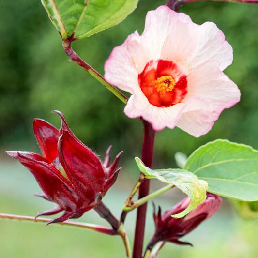 Rosella (Hibiscus sabdariffa) - Ladybird Nursery