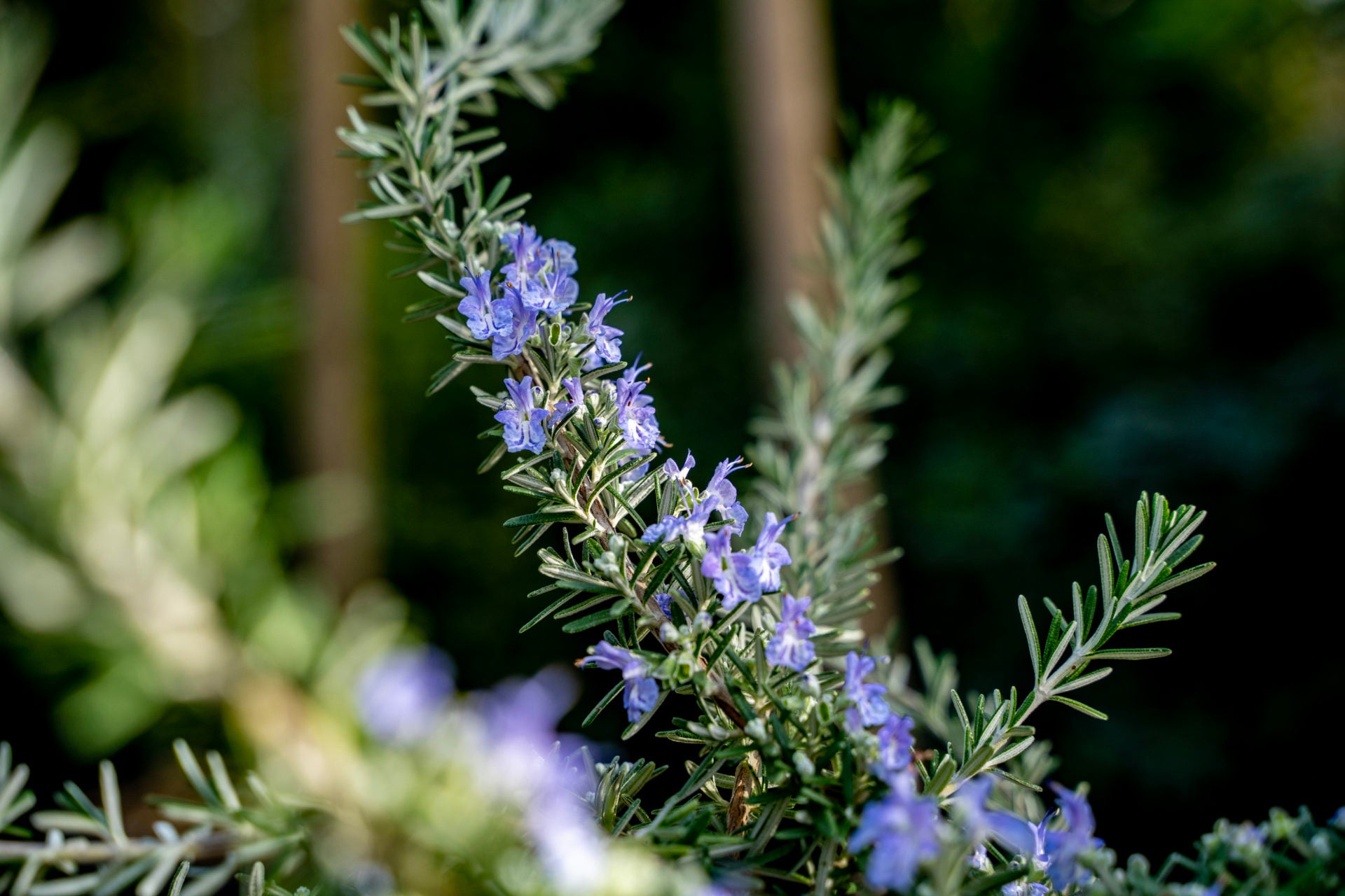 Rosemary Semi Prostrate (Rosmarinus officinalis)