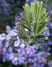 Rosemary Tuscan Blue (Rosmarinus officinalis) - Ladybird Nursery