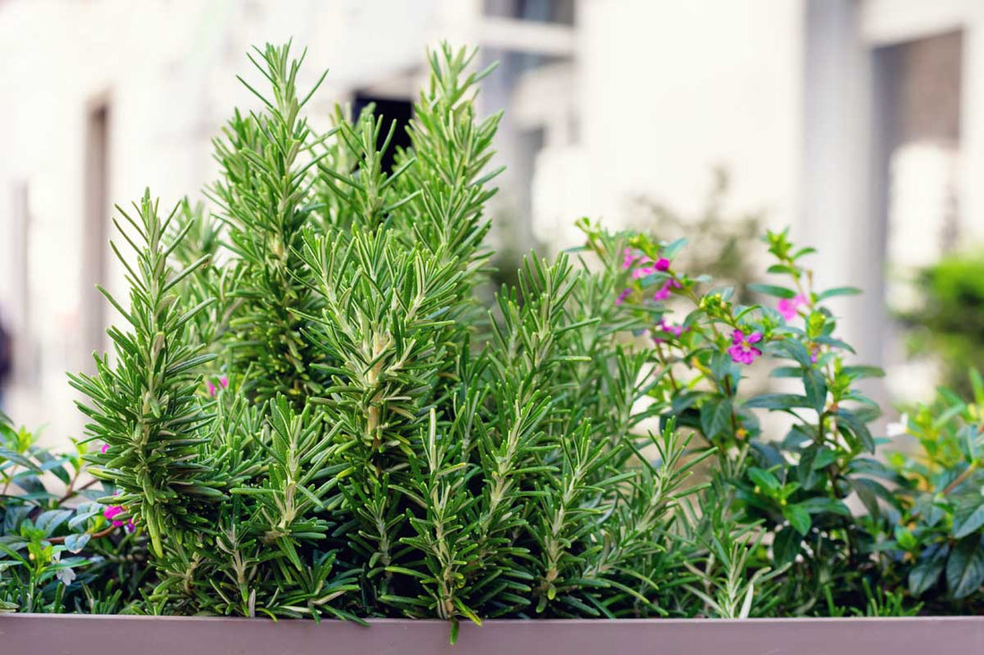 Rosemary (PICKUP ONLY) - Ladybird Nursery