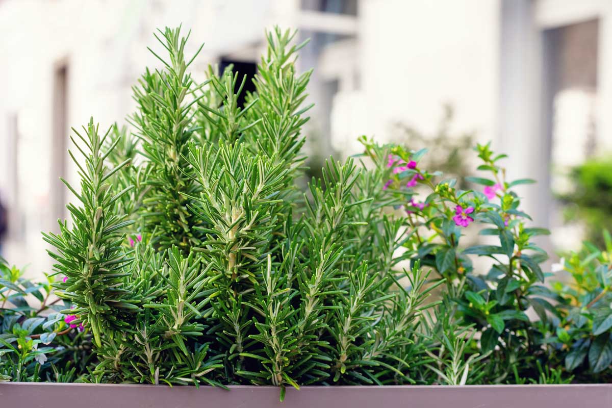 Rosemary (PICKUP ONLY) - Ladybird Nursery