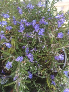 Rosemary Blue Lagoon