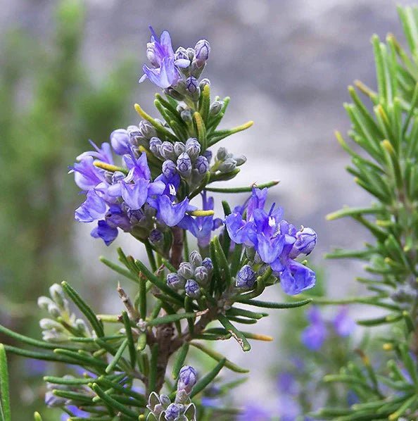 Rosemary Tuscan Blue (Rosmarinus officinalis) - Ladybird Nursery