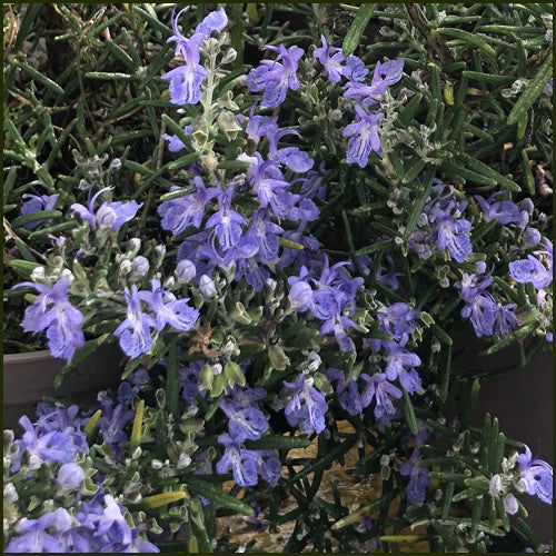 Rosemary Blue Lagoon