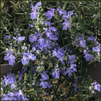 Rosemary Blue Lagoon (Rosmarinus officinalis)
