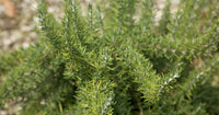 Rosemary Chefs Choice™ (Rosmarinus officinalis) - Ladybird Nursery