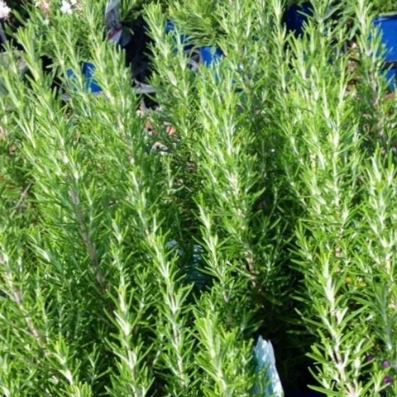 Rosemary ‘Lamb Roast’ - Ladybird Nursery