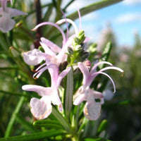 Rosemary 'Portuguese Pink' - Ladybird Nursery