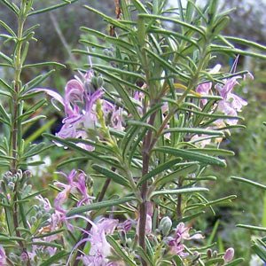Rosemary 'Portuguese Pink' - Ladybird Nursery