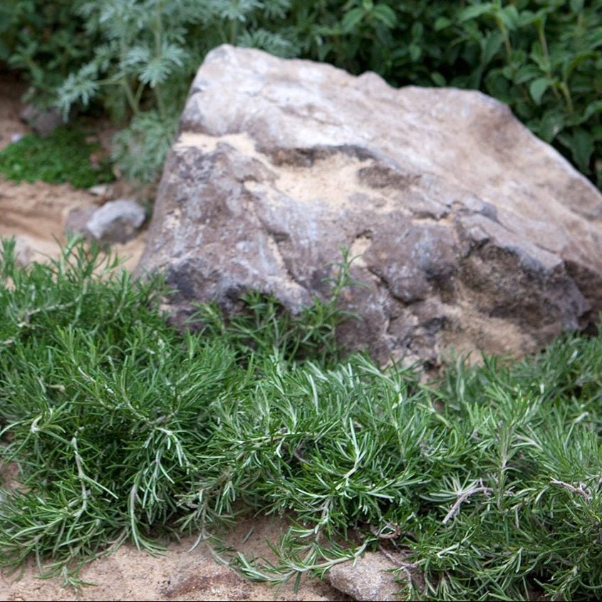 Rosemary Prostrate - Ladybird Nursery