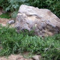 Rosemary Prostrate - Ladybird Nursery