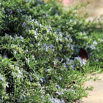 Rosemary Prostrate - Large - Ladybird Nursery