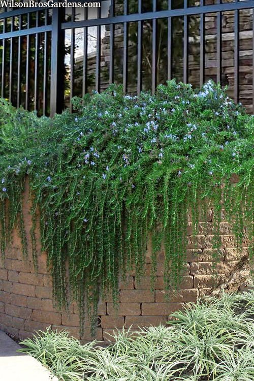 Rosemary Prostrate - Large - Ladybird Nursery