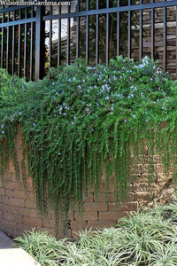 Rosemary Prostrate - Large - Ladybird Nursery