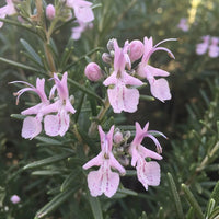 Pink Rosemary 'Rosea’ - Ladybird Nursery