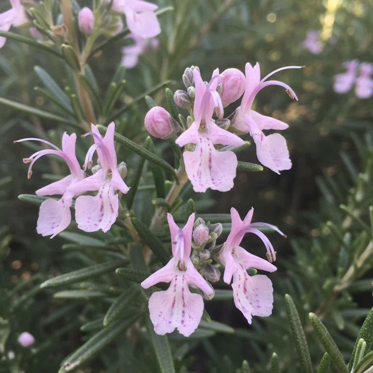 Pink Rosemary 'Rosea’ - Ladybird Nursery