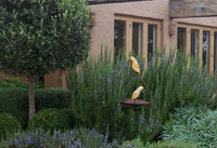 Rosemary 'Tuscan Blue' - Ladybird Nursery