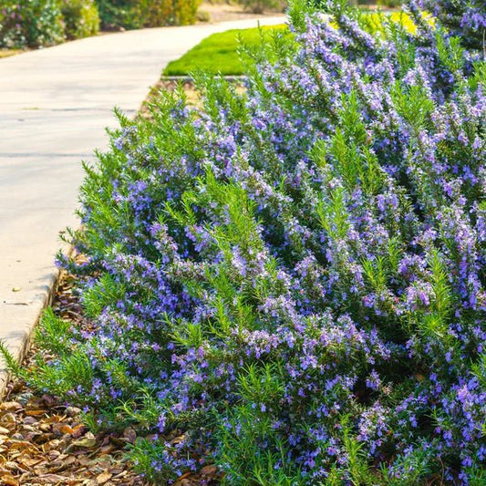 Rosemary 'Tuscan Blue' - Ladybird Nursery
