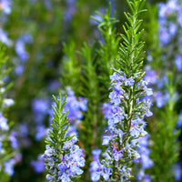 Rosemary Assorted (Rosmarinus officinalis)