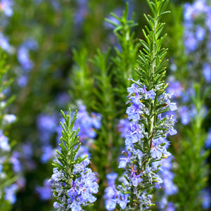 Rosemary Tuscan Blue (Rosmarinus officinalis)