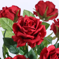 Rose Carmen Red (Rosa)