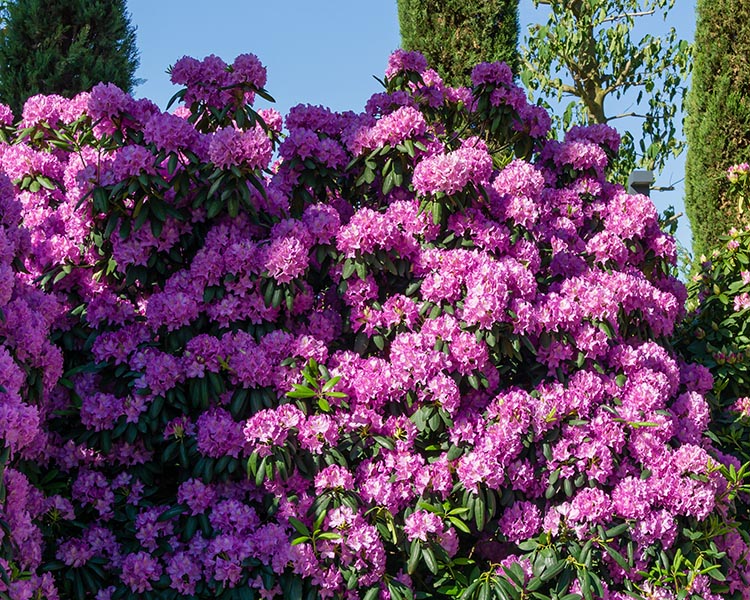 Rhododendron Elegans