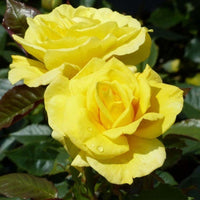 Rose Freisia 3 ft Standards (Rosa)