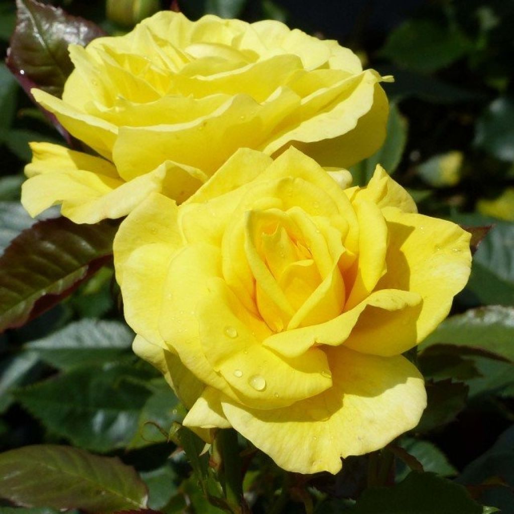 Rose Freisia 3 ft Standards (Rosa) - Ladybird Nursery