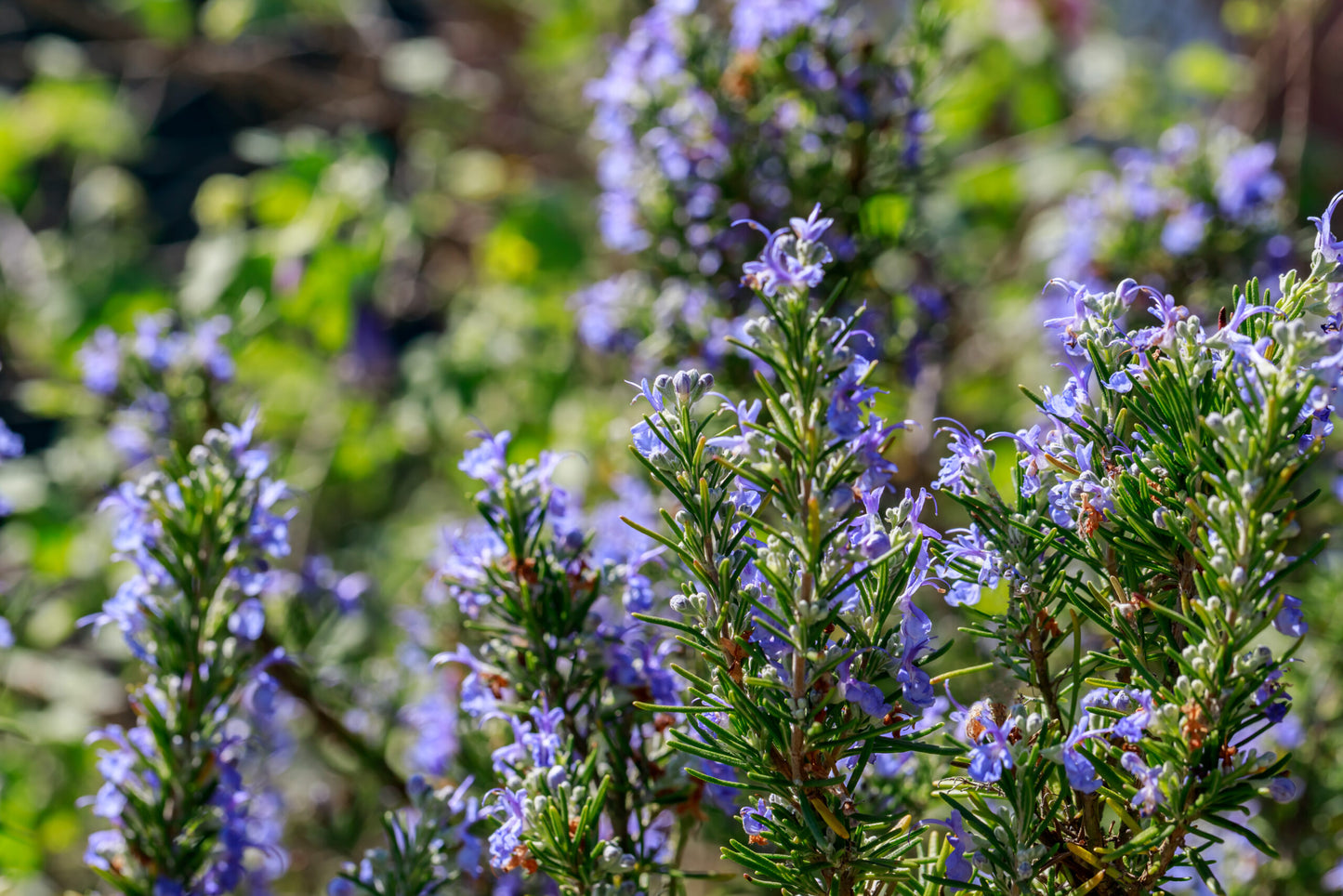 Rosemary Herb Cottage (Rosmarinus officinalis)