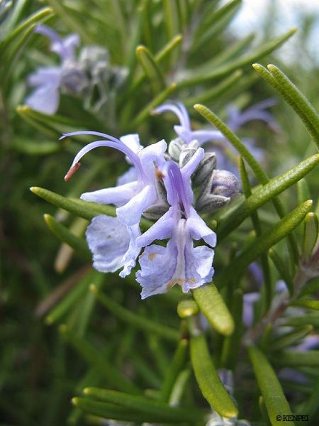 Rosemary Roman Beauty (Rosmarinus officinalis)