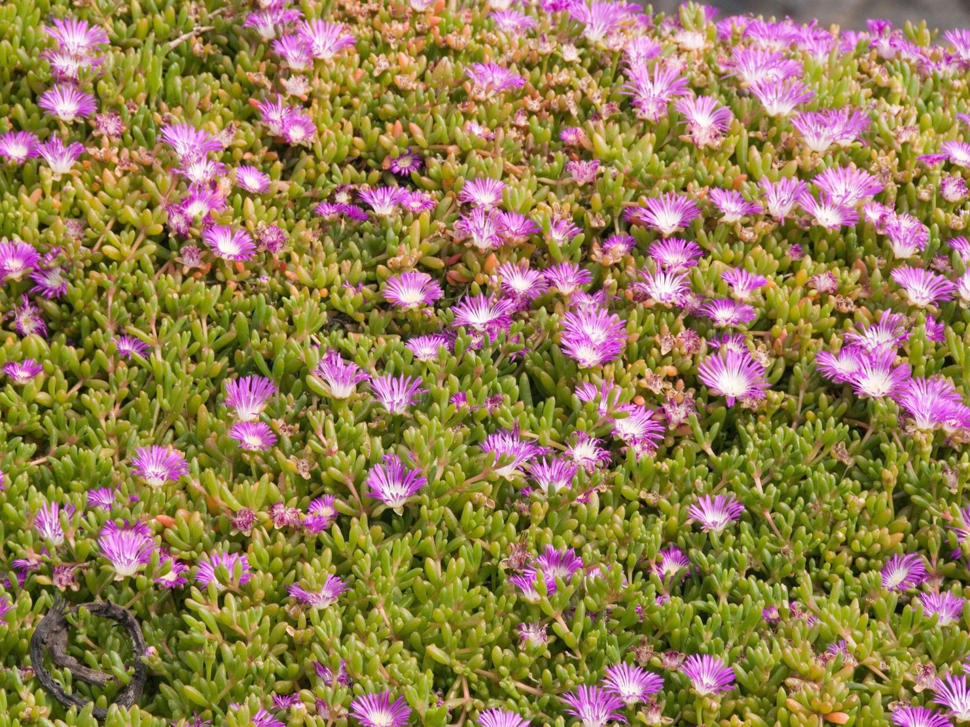 Round Baby Pigface (Disphyma crassifolium ssp. clavellatum) - Ladybird Nursery