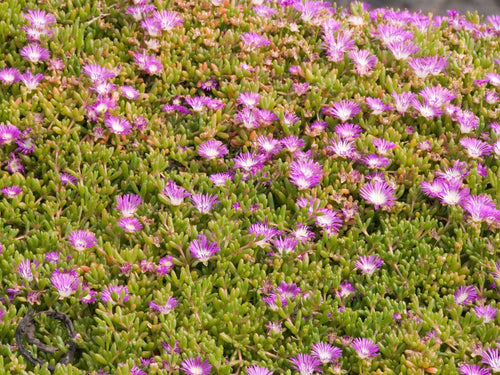 Round Baby Pigface (Disphyma crassifolium ssp. clavellatum) - Ladybird Nursery