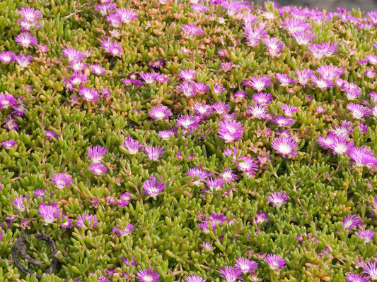 Round Baby Pigface (Disphyma crassifolium ssp. clavellatum)