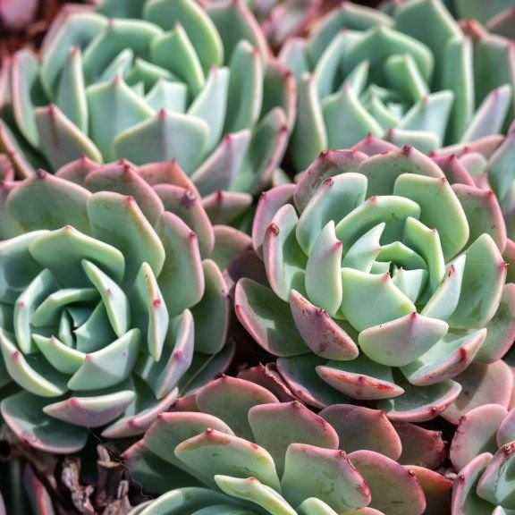 Hens and Chicks Bold (Echeveria Baron) - Ladybird Nursery