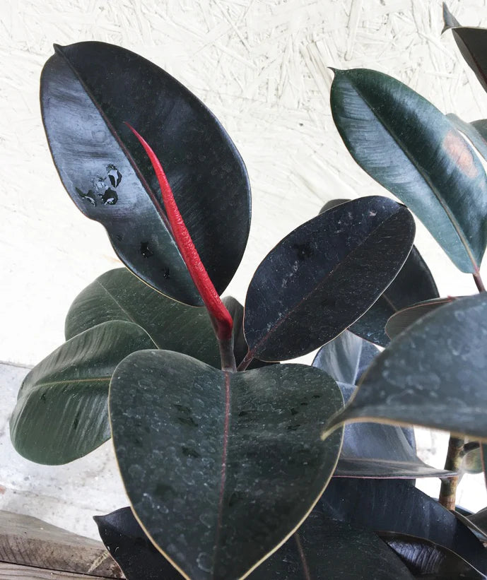 Decora Rubber Plant (Ficus elastica)