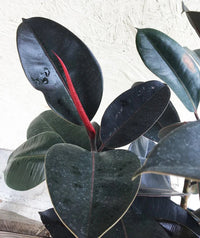 Decora Rubber Plant (Ficus elastica) - Ladybird Nursery