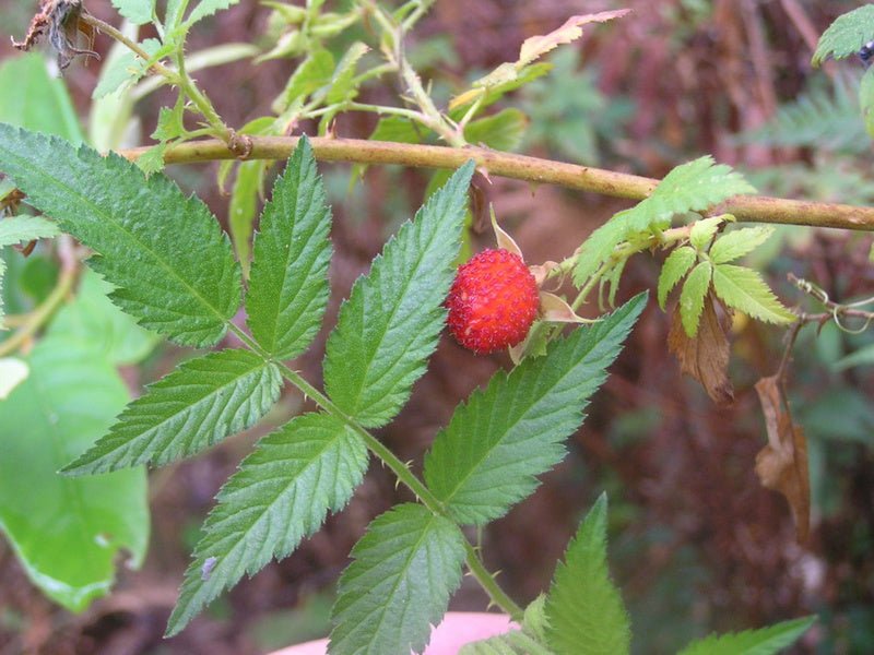 Native Raspberry (Rubus rosifolius) - Ladybird Nursery