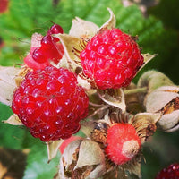 Native Raspberry (Rubus parvifolius) - Large - Ladybird Nursery