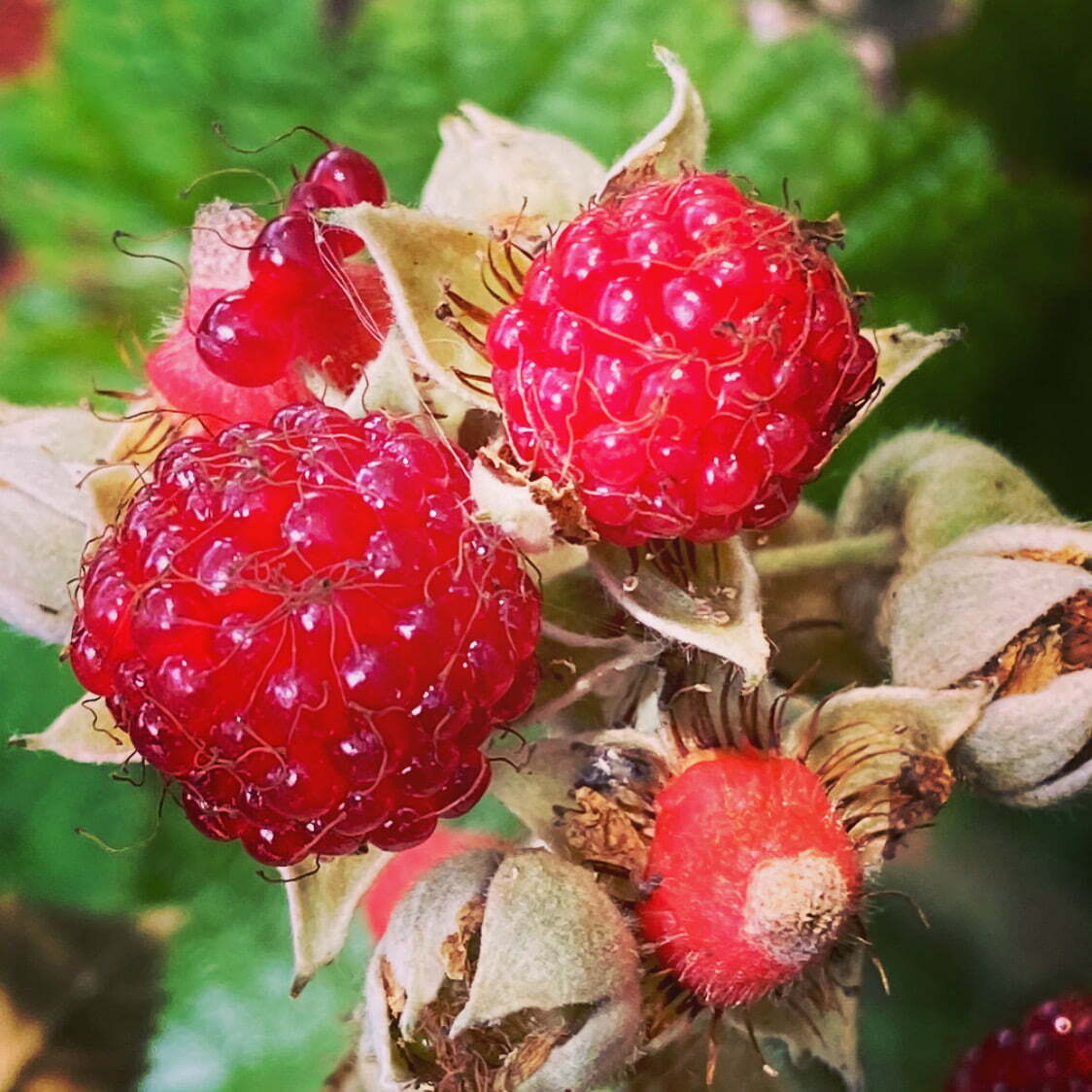 Native Raspberry (Rubus parvifolius) - Large - Ladybird Nursery