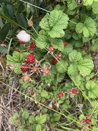 Native Raspberry (Rubus parvifolius) - Large - Ladybird Nursery