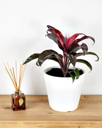 Cordyline Ruby (Cordyline fruticosa)