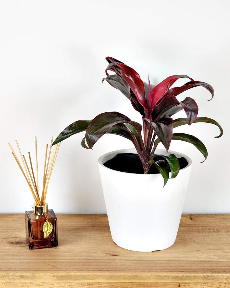 Cordyline Ruby (Cordyline fruticosa)