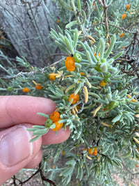 Ruby Saltbush (Enchylaena tomentosa) - Ladybird Nursery