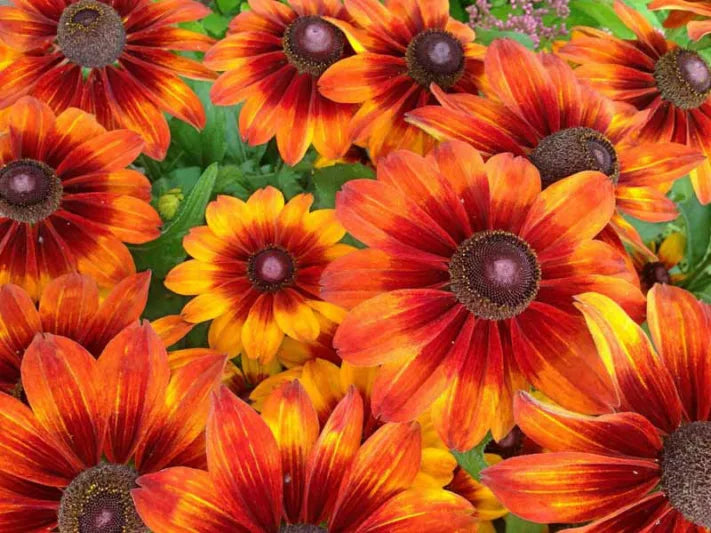 Rudbeckia Sunbeckia Black-eyed Susan Summerina Blazing Fire