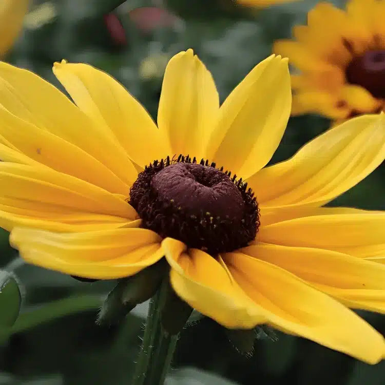Rudbeckia Sunbeckia Black-eyed Susan Maya