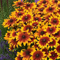 Rudbeckia Sunbeckia Black-eyed Susan Carla