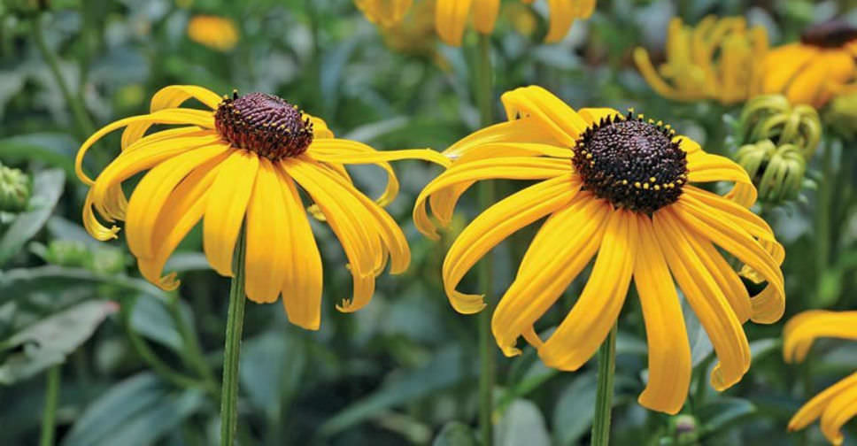 Rudbeckia Sunbeckia Black-eyed Susan Lucia