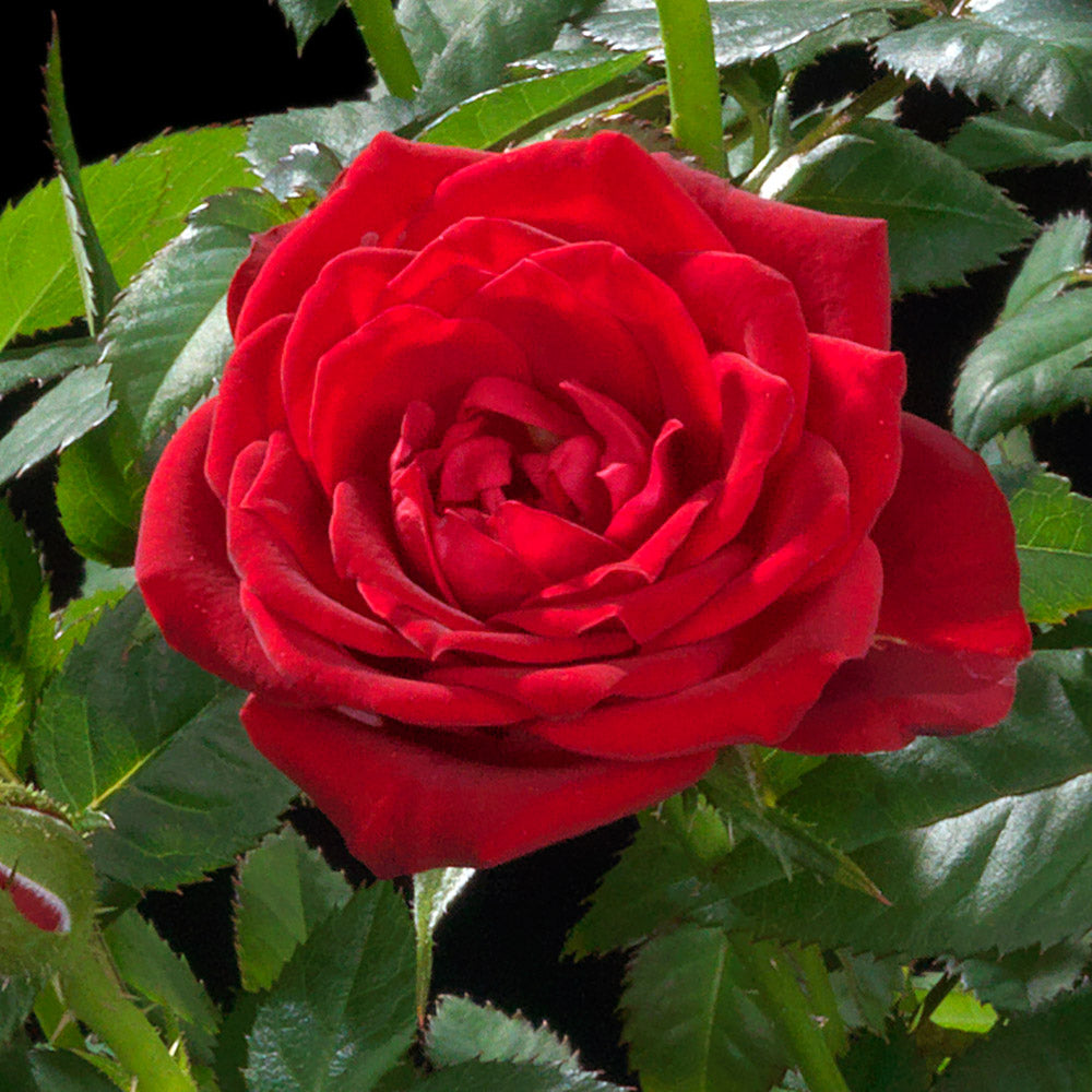 Rose Jewel Miniature Red (Rosa)