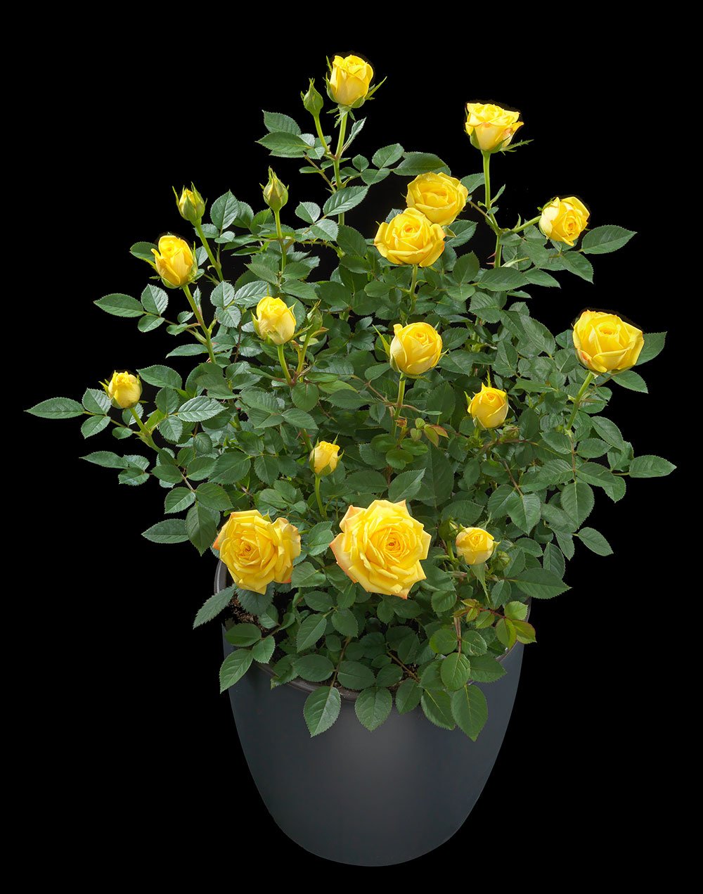 Rose Terrazza® Festival (Rosa) - Ladybird Nursery