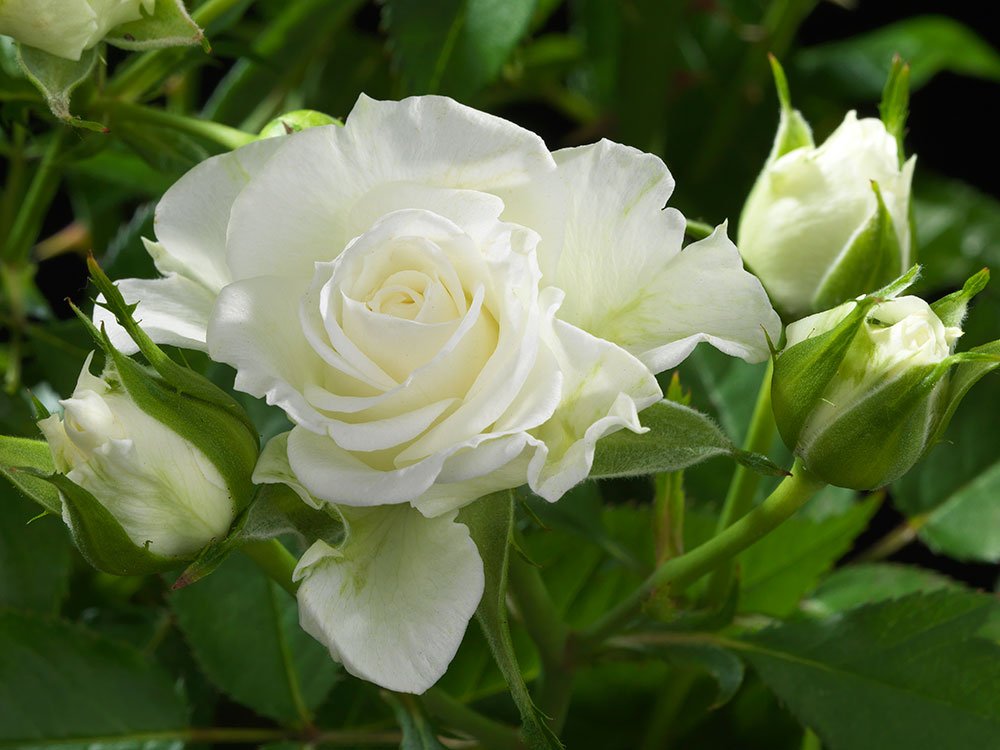 Rosa Terrazza® Mars (Rosa) - Ladybird Nursery